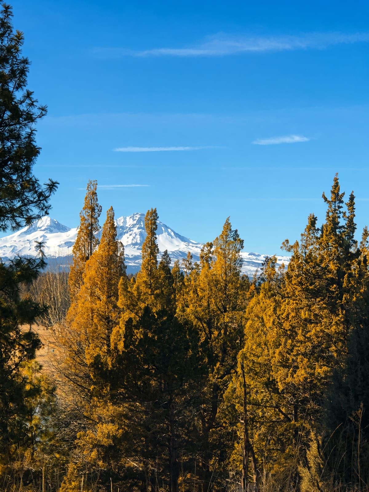 Snow-capped Cascade peaks, including the Sisters, above the trees near The Chief's Cabin.